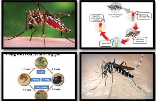 Tìm hiểu những dấu hiệu lâm dàng của bệnh sốt Dengue - sốt xuất huyết