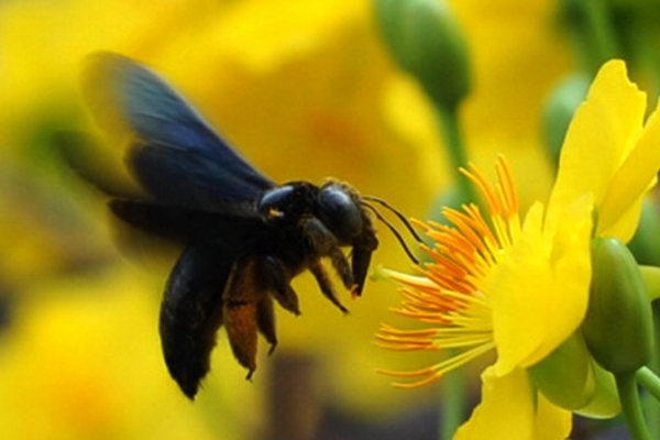 Phấn hoa là một trong những tác nhân chính gây bệnh viêm kết mạc mùa xuân