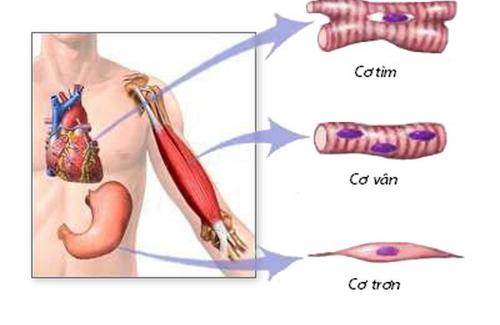 Nguyên nhân bệnh tụt huyết áp, co thắt cơ trơn do dị ứng Histamin