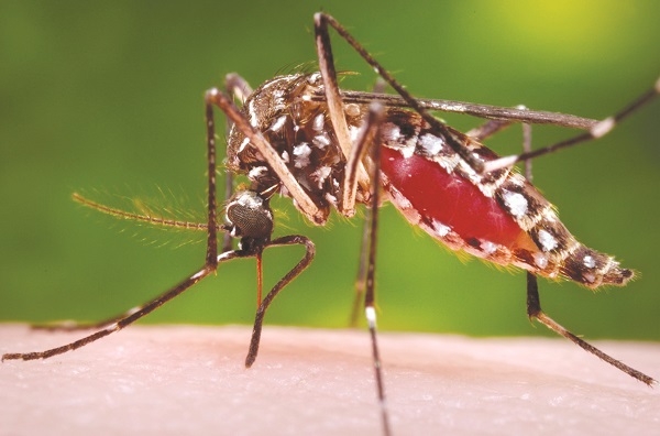 Mùa mưa cần cảnh giác phòng tránh với dịch sốt xuất huyết