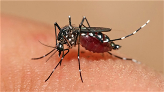 Cảnh giác với căn bệnh sốt xuất huyết Dengue thể não