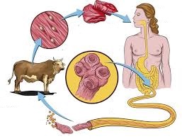 Dấu hiệu và biểu hiện của căn bệnh nhiễm sán dây bò