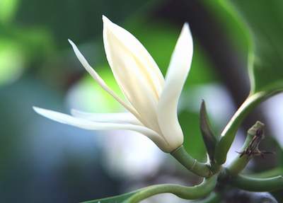 Hoa ngọc lan - Cây cảnh làm thuốc trong Đông y trị các chứng ho