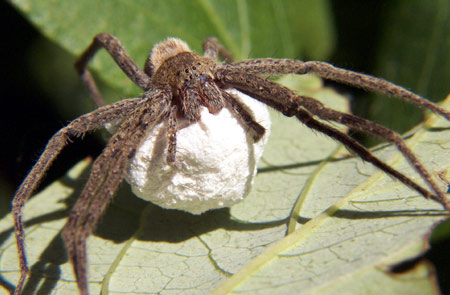 Con nhện - dược liệu giúp trừ phong nhiệt, tiêu thũng
