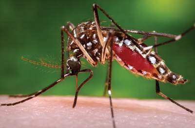 Cách chẩn đoán và điều trị dịch bệnh sốt xuất huyết Dengue
