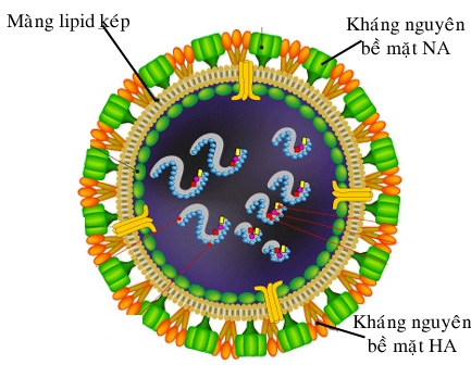 Triệu chứng và nguyên tắc điều trị bệnh cúm A/H7N9