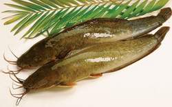 Mách nhỏ một số công thức chế biến cá trê làm món ăn bổ thận, kiện tỳ