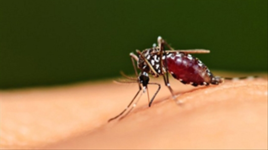 Cách phòng chống: Mối nguy hiểm chết người từ một con muỗi