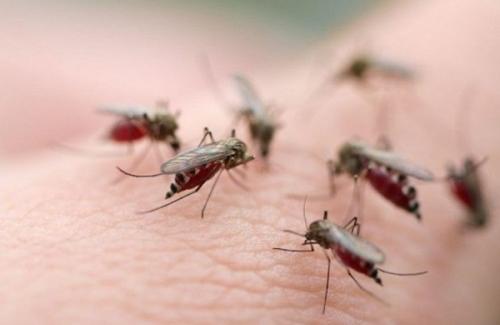 Trang bị tuyệt chiêu phòng muỗi đốt để tránh vi rút Zika