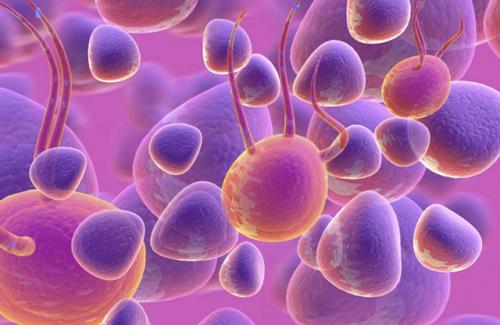 Tế bào gốc - Liệu pháp điều trị bệnh hữu hiệu của tương lai