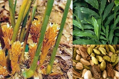 Bạch đậu khấu - loài cây gia vị tự nhiên giúp tiêu thực, chống nôn