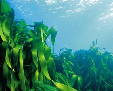 Côn bố một loại tảo dẹt của biển giúp phòng trị tiêu u