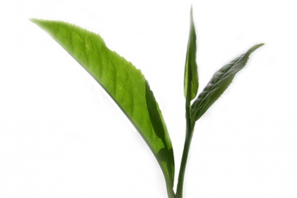 Bột trà xanh - những tác dụng tuyệt vời với sức khỏe