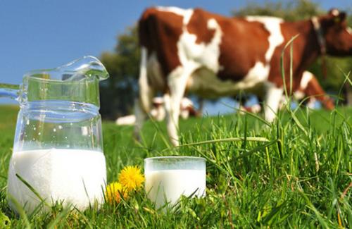 Ngăn ngừa bệnh tiêu chảy, phát ban khi dị ứng sữa bò