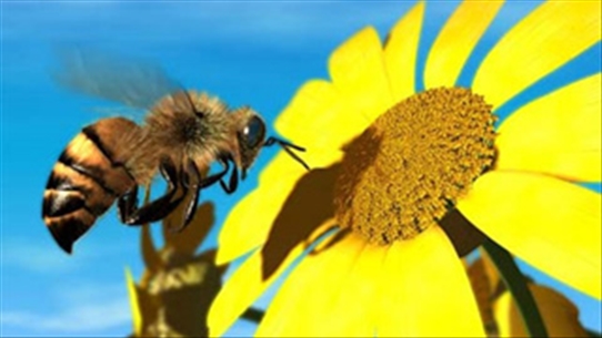 Phòng ngừa và điều trị sốc phản vệ do ong đốt gây ra