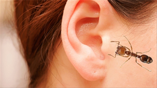 ok:Một số biện pháp phòng và điều trị khi bị côn trùng bò vào tai hiệu quả