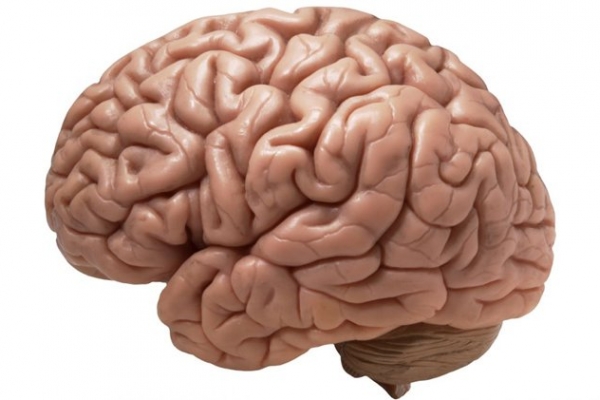 8 sự thật thú vị về não bộ của con người trong đời sống