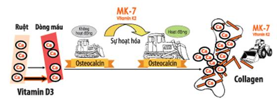 Vai trò của MK7 đối với sự phát triển chiều cao của trẻ