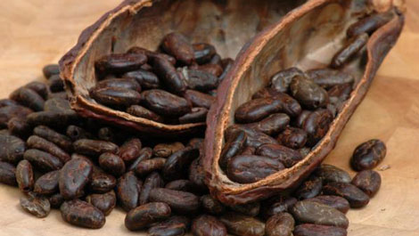 Cacao liệu có giúp cải thiện chứng suy giảm trí nhớ