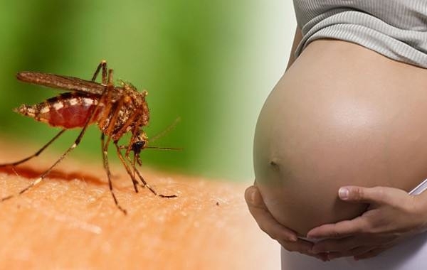 Những thông tin chi tiết về virus Zika ai cũng nên biết đến