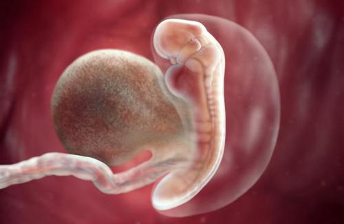 Khám phá sự phát triển trong 12 tuần đầu đời của thai nhi