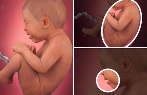 Sự phát triển của thai nhi tuần 37 - Đây là những gì xảy ra bên trong cơ thể mẹ