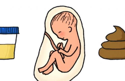 Quá trình phát triển của thai nhi: Thai nhi tè, ị trong bụng mẹ như thế nào?