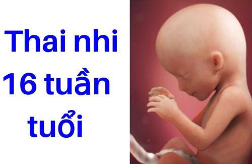 Thai nhi 16 tuần tuổi: Phân su đã bắt đầu hình thành