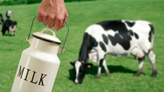 Lợi thế của sữa dê so với sữa bò không phải ai cũng biết