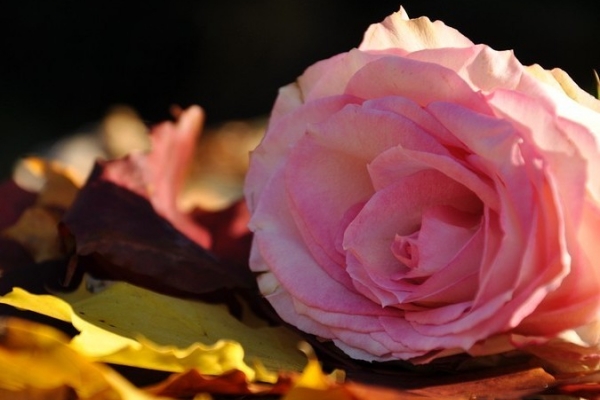 8 bí kíp giúp bạn duy trì sắc đẹp và vẻ tươi tắn trong mùa thu