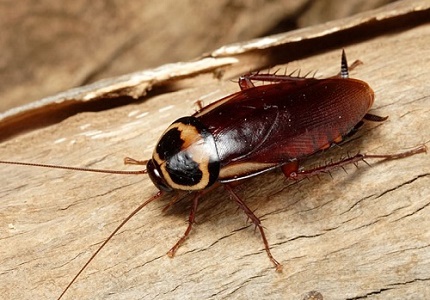 Tổng hợp 15 cách đuổi côn trùng cực an toàn mà hiệu quả