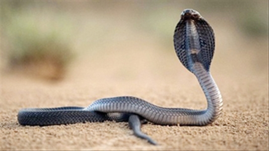 Sai lầm khi sơ cứu rắn cắn gây nguy hại sức khỏe khôn lường