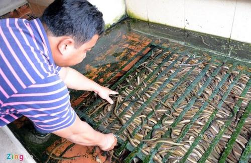 Những bệnh gây nên do giun đầu gai khi ăn lươn đồng