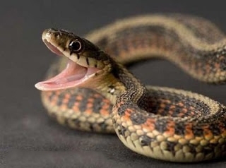 Bị rắn cắn - Làm sao để biết rắn có độc hay không?