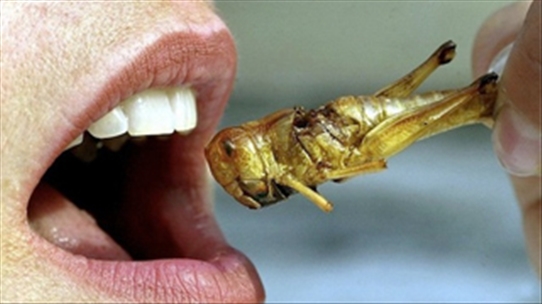 Ăn côn trùng thay thịt đỏ: Tại sao không?