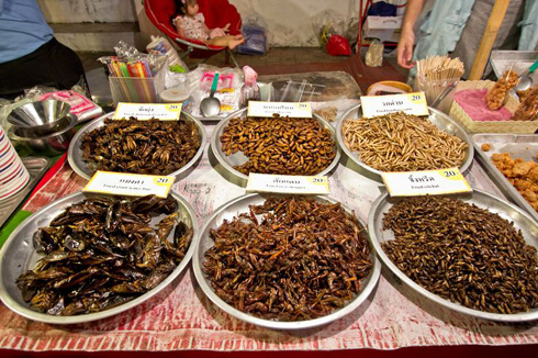 4 lưu ý khi sử dụng côn trùng làm thức ăn không thể không biết