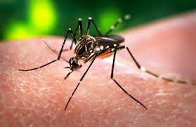 Những điều cần biết về vi-rút Zika để phòng ngừa hiệu quả