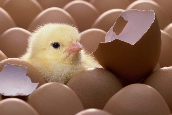 Bạn nên biết: Có nên cất trứng vào trong tủ lạnh hay không?