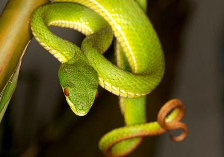 Phải làm gì khi bị rắn độc cắn tránh nguy cơ sức khỏe?