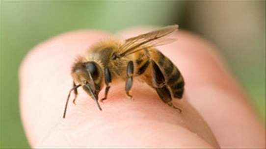 Xử trí khi bị ong đốt như thế nào là hiệu quả nhất?