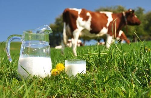 8 sự thật cần biết ngay về sữa tươi không được tiệt trùng