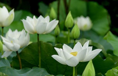 Cách trồng hoa sen trắng đơn giản mà hiệu quả, chắc chắn ra hoa