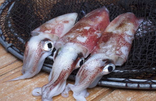Thấy hải sản có đặc điểm này tuyệt đối không được mua, đó là dấu hiệu của thuốc tẩy trắng cực độc