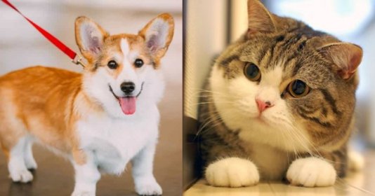 Trắc nghiệm: Bạn thích nuôi chó hay mèo?