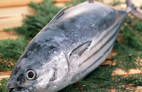 6 loại cá chứa nhiều thủy ngân, càng ăn càng hại, nhà có con nhỏ cần phải tránh
