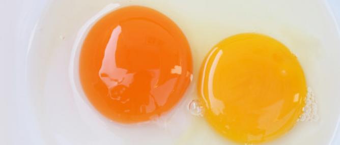 Lòng đỏ trứng gà màu đậm hay nhạt mới tốt cho sức khỏe?