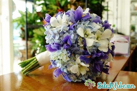 Bó hoa cẩm tú cầu sẽ là móm quà thật ý nghĩa dành tặng vợ trong ngày 20/10