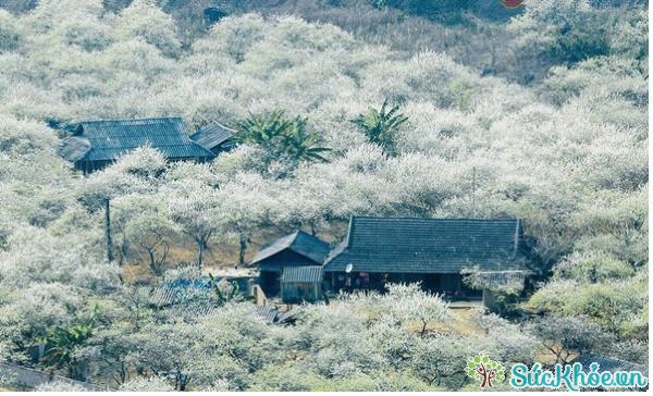 Hoa Mận nở trắng xóa tại Mộc Châu