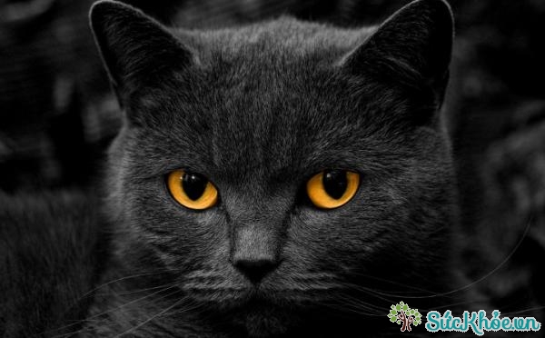 Mèo đen có con mắt rất sáng có thể nhìn thấu ma quỷ