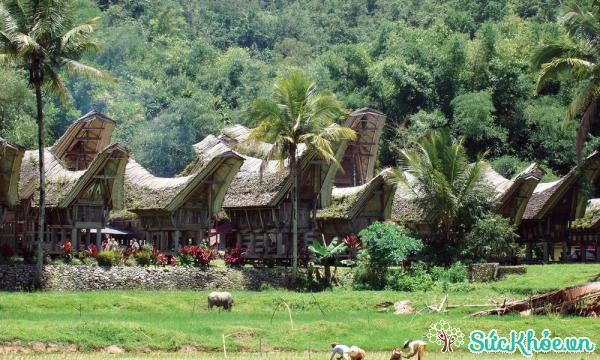 Tana Toraja vùng đất hoang sơ và tươi đẹp của Indonesia